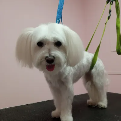 Salon psiej urody Zara